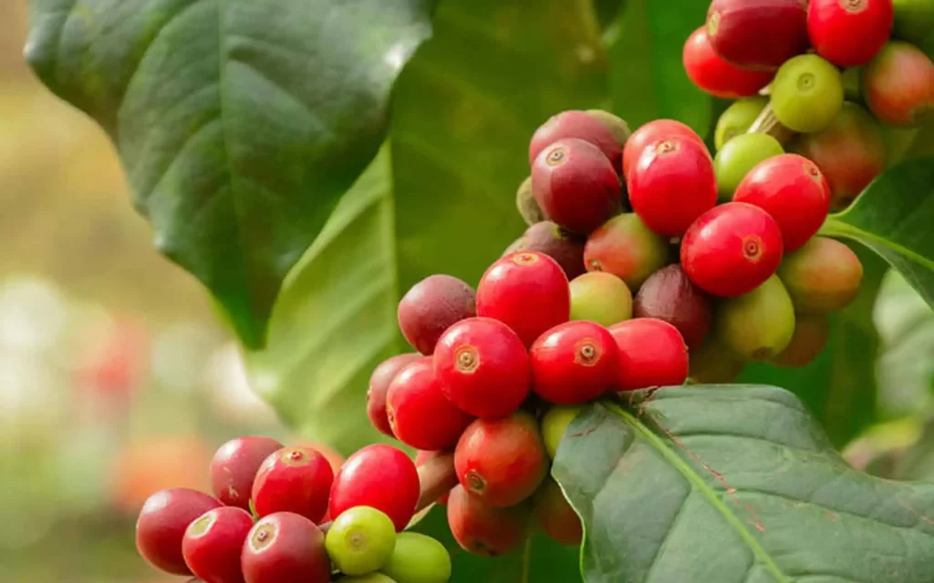 what is culi coffee