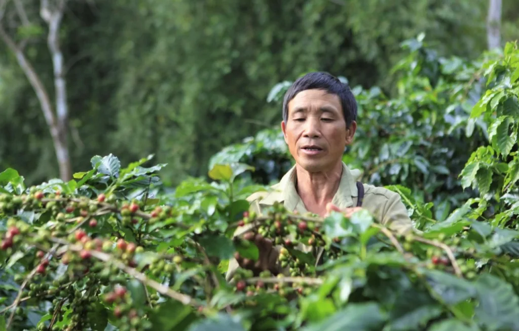 which is the best vietnam coffee bean