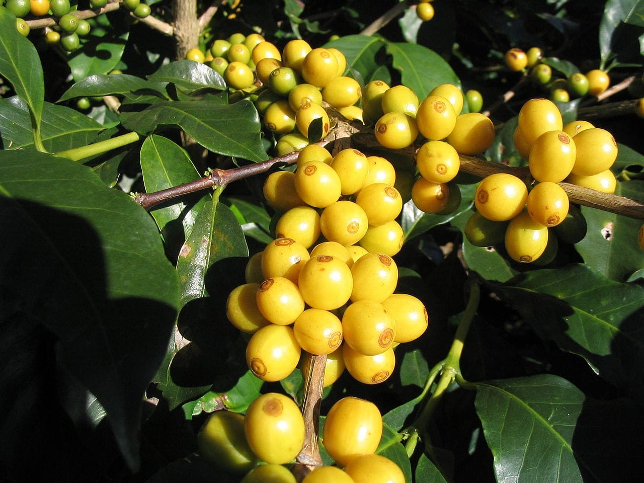 Arabica Bourbon Variety