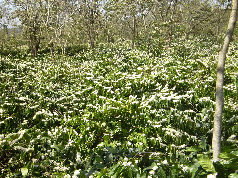 Vietnam Coffee Forest