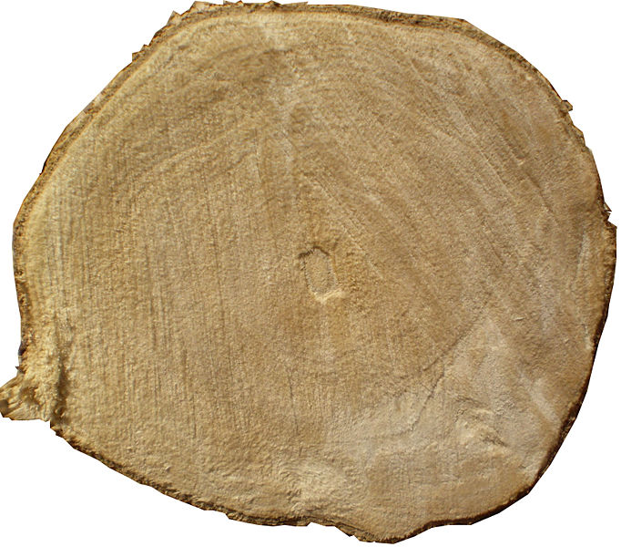 Coffee tree trunk