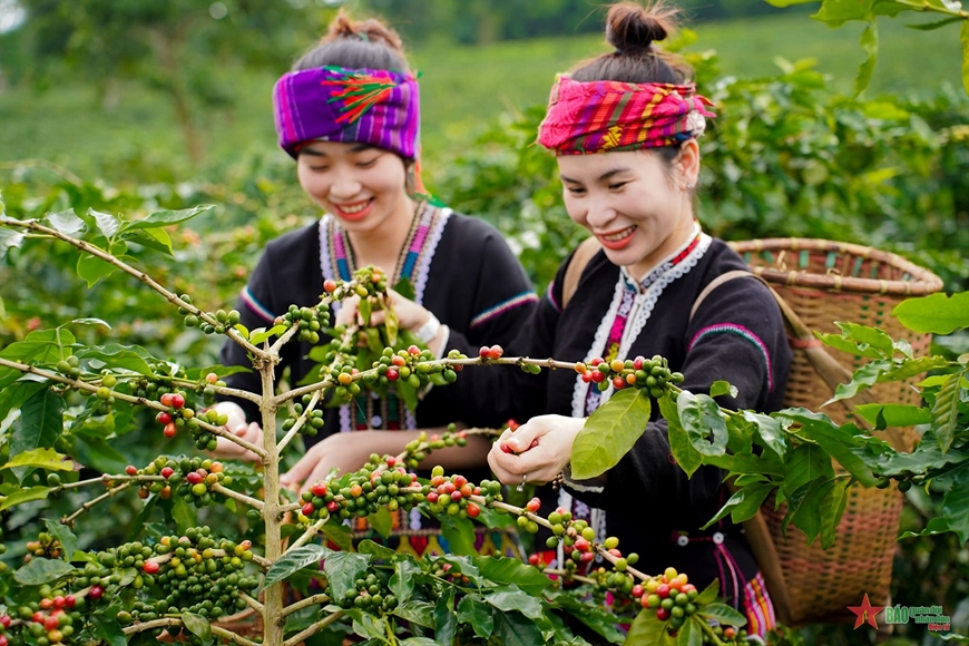 Arabica Coffee Growing Region Khe Sanh