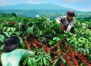 Best coffee growing regions in Vietnam