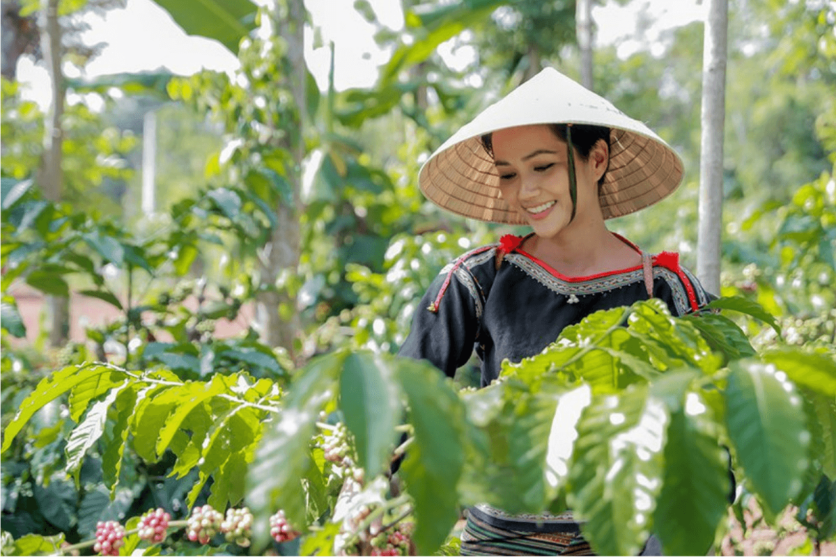 Coffee Harvesting