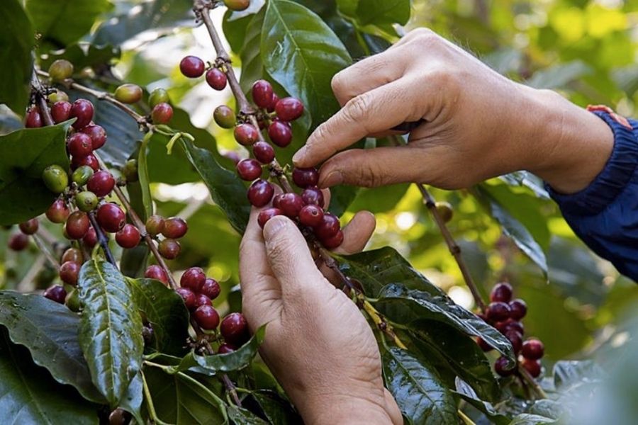 Hand picking coffee