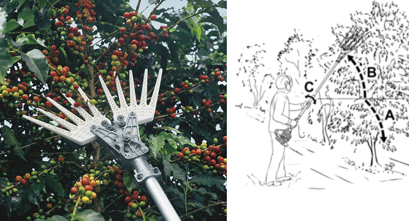 Harvesting coffee using Derricadeiras machines