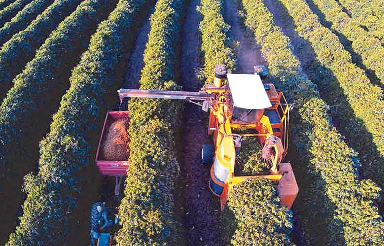 Harvesting coffee using stripping machines