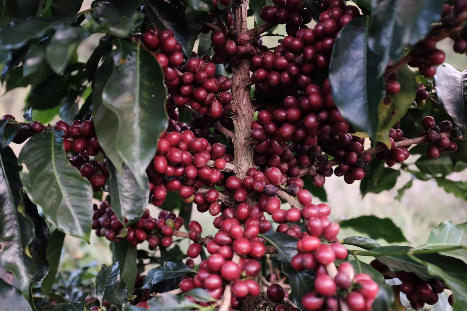 Specialty Coffee