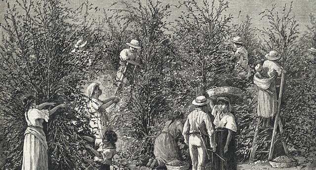 From simple beginnings, the coffee plant has spread throughout the tropical regions of South and Central America.