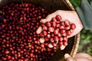 What is Fine Robusta