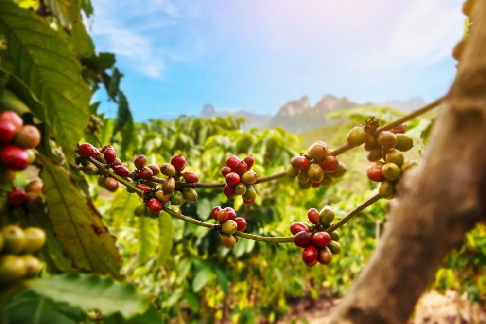 What is Fine Robusta 