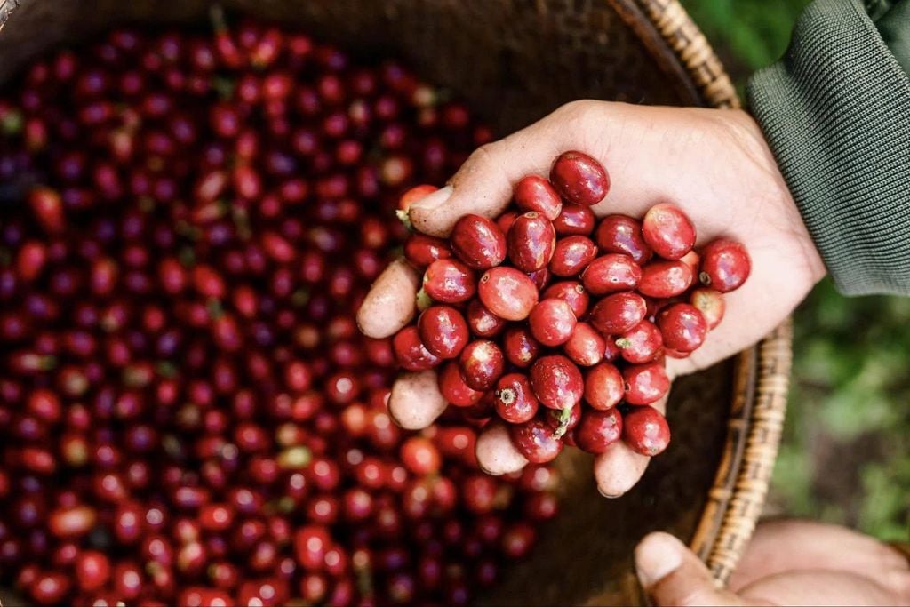 What is Fine Robusta 