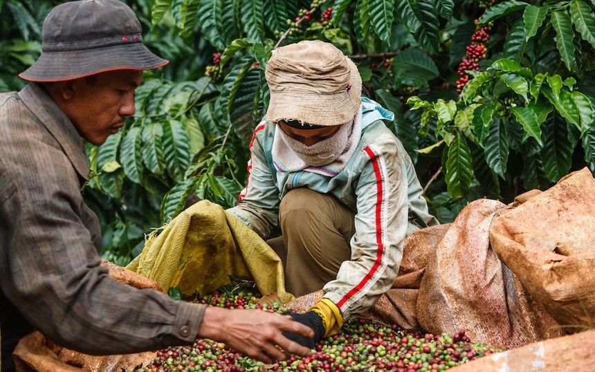 Why Vietnam Is Becoming a Leading Coffee Export Hub