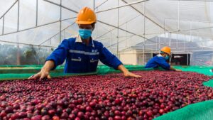 Why Vietnam Is Becoming a Leading Coffee Export Hub