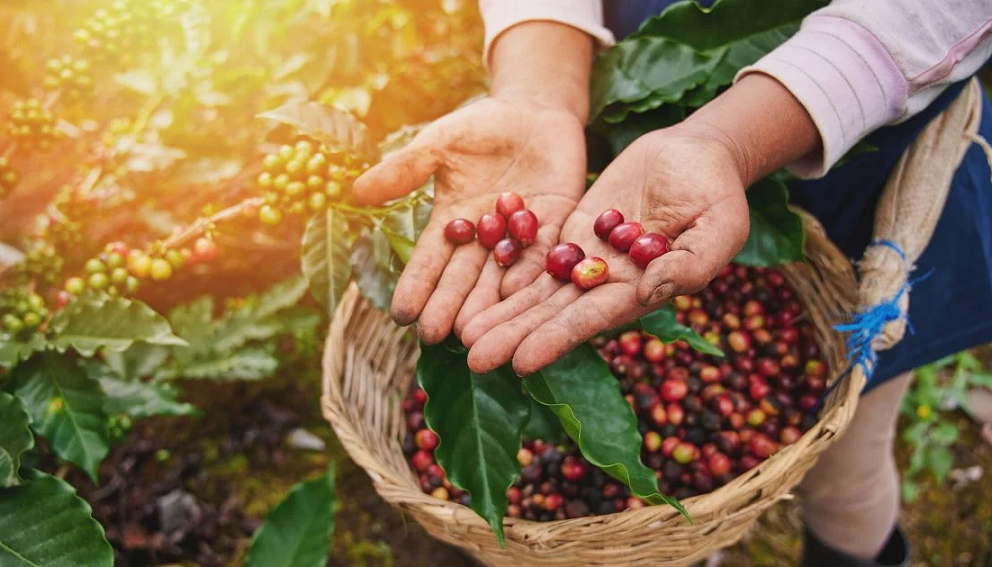 Why Vietnam Is Becoming a Leading Coffee Export Hub