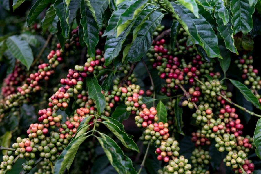 Why Vietnam Is Becoming a Leading Coffee Export Hub