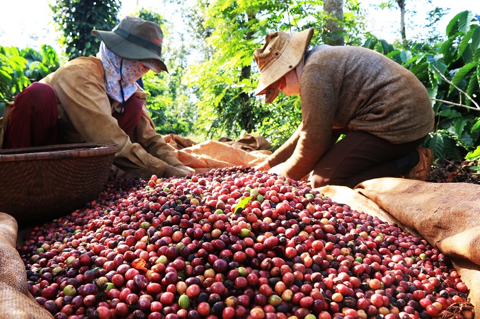 Why Vietnam Is Becoming a Leading Coffee Export Hub