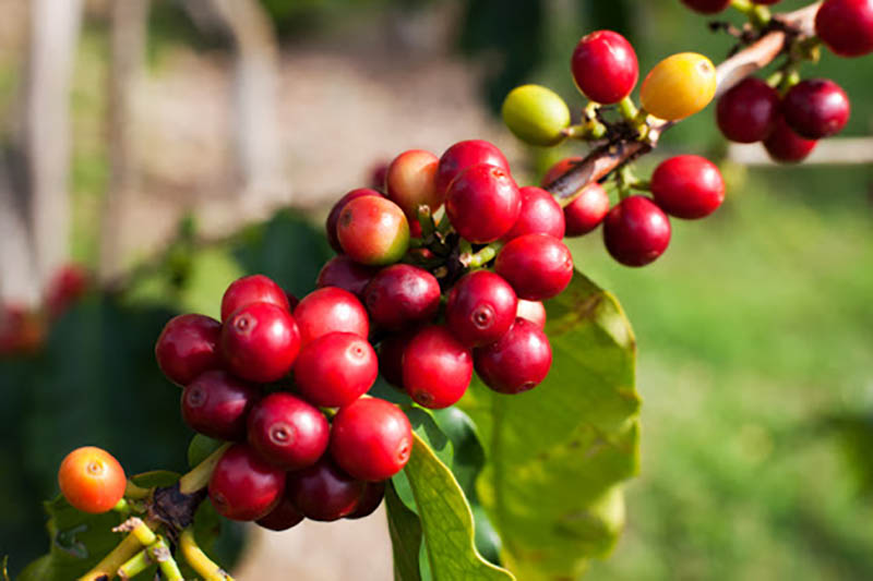 arabica coffee