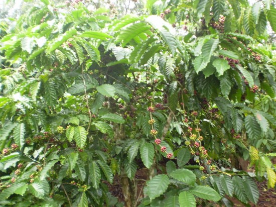 Coffea canephora