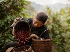 clean vietnam coffee