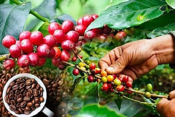 coffee export companie in Vietnam 2