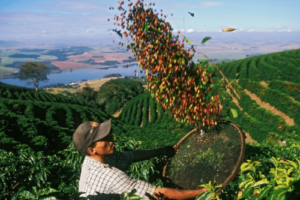 coffee export companie in Vietnam