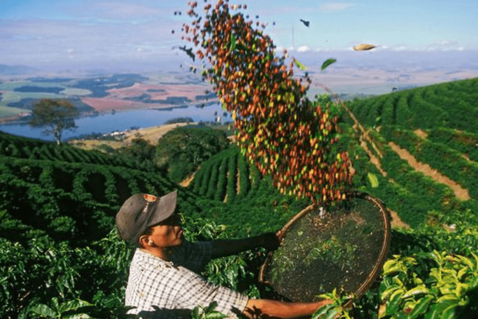 coffee export companie in Vietnam