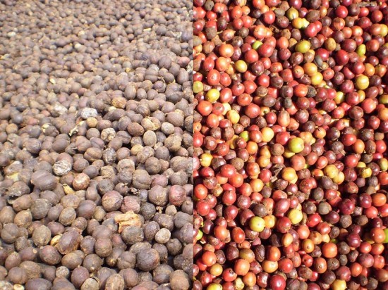 Robusta coffee beans are harvested and dried.