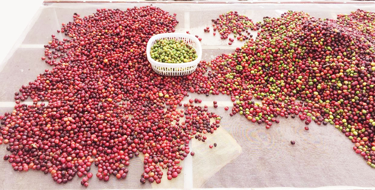 fine-robusta