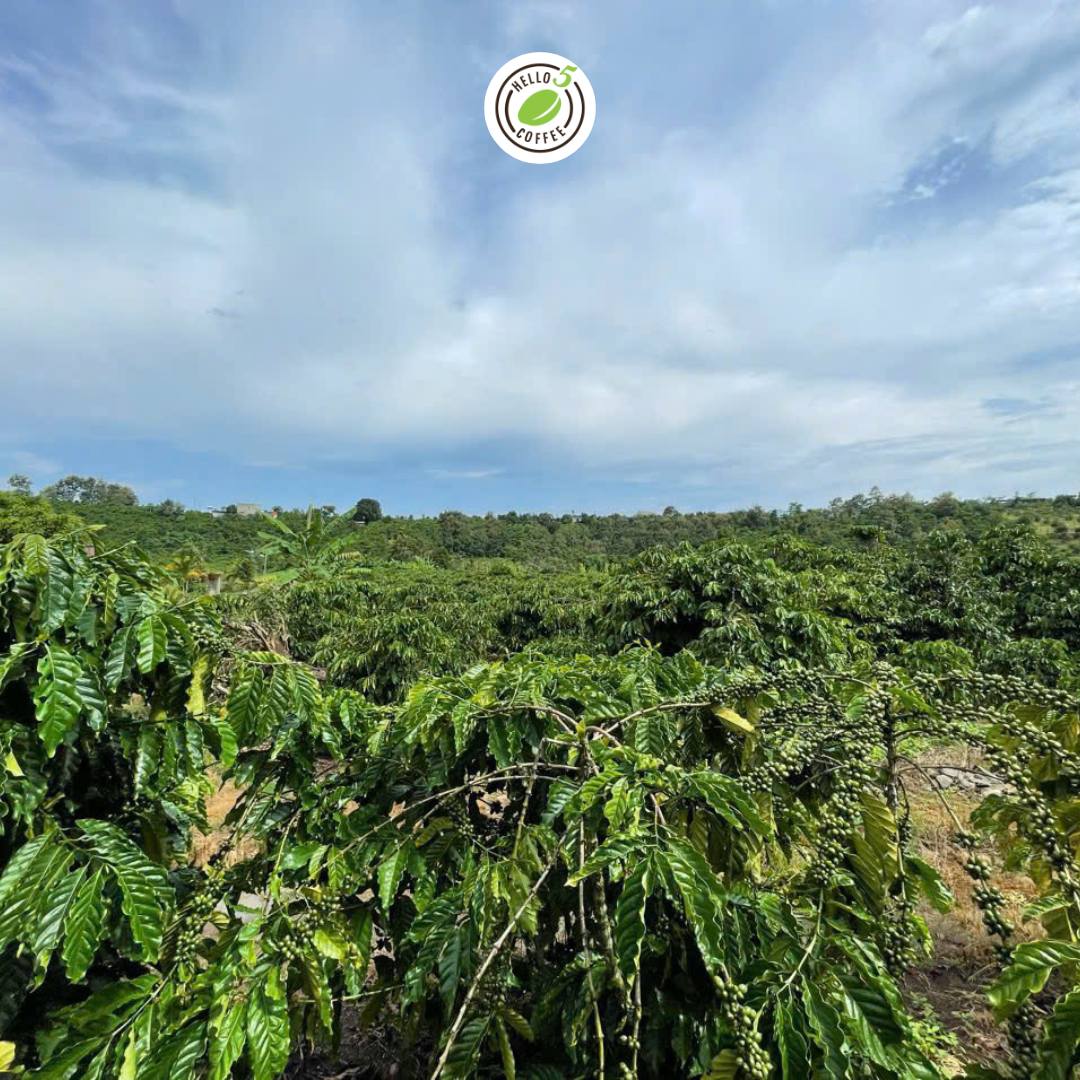 hello 5 coffee growing farm