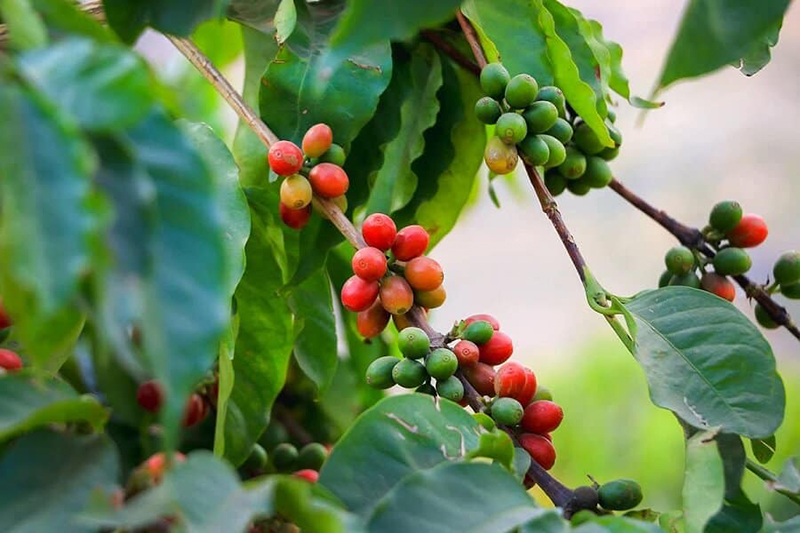 moka coffee