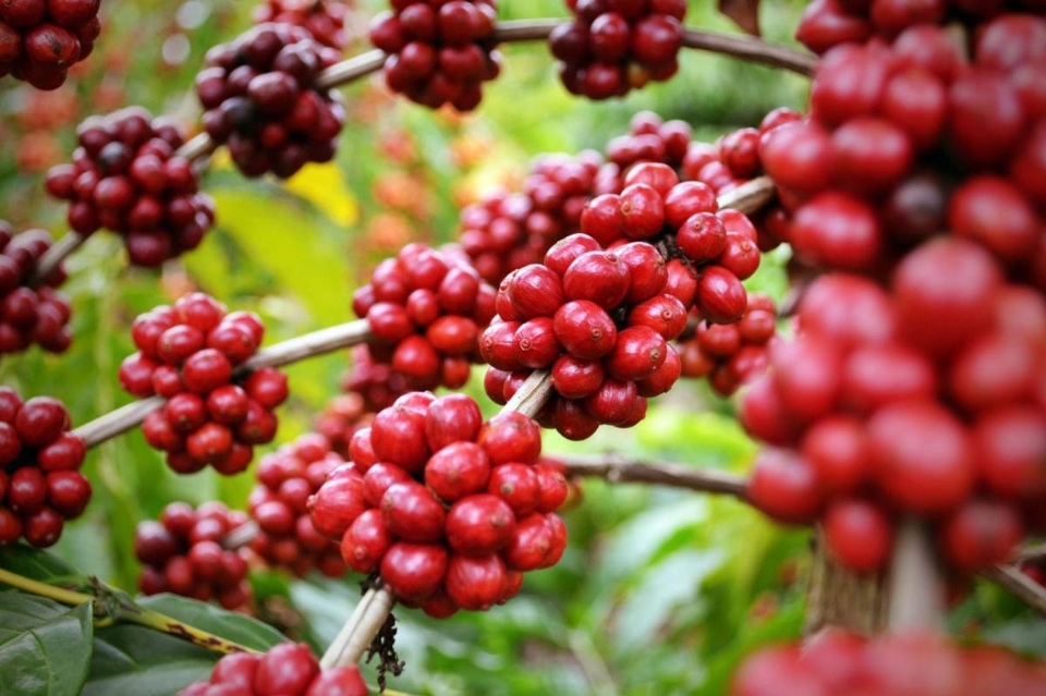 types of vietnamese coffee