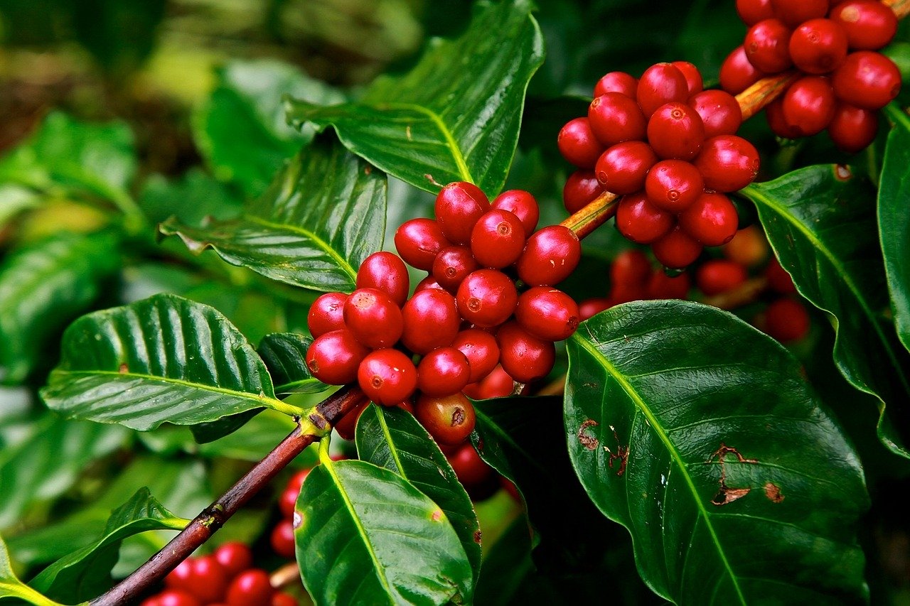 vietnam coffee bean