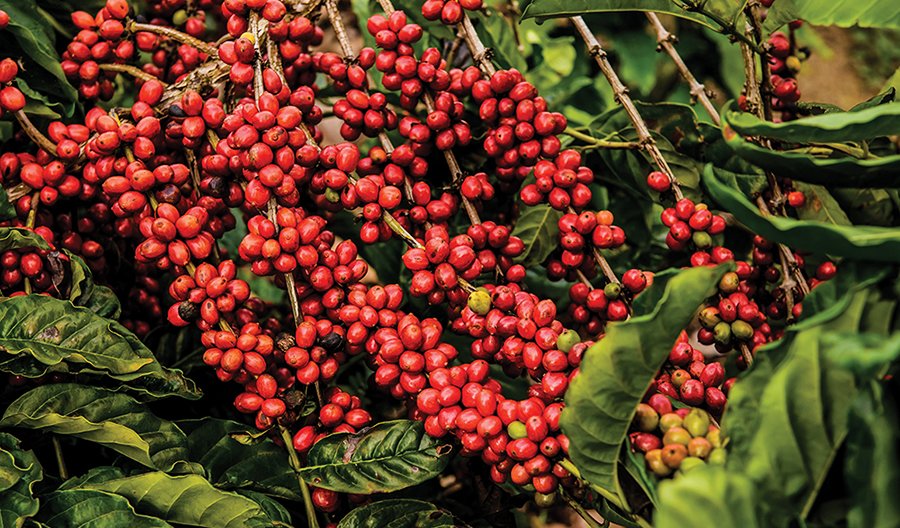 Specialty Coffee