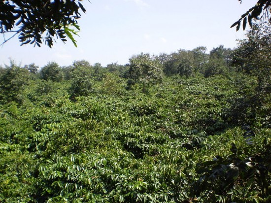 Robusta coffee plantation in Cu Kuin, Dak Lak, Vietnam