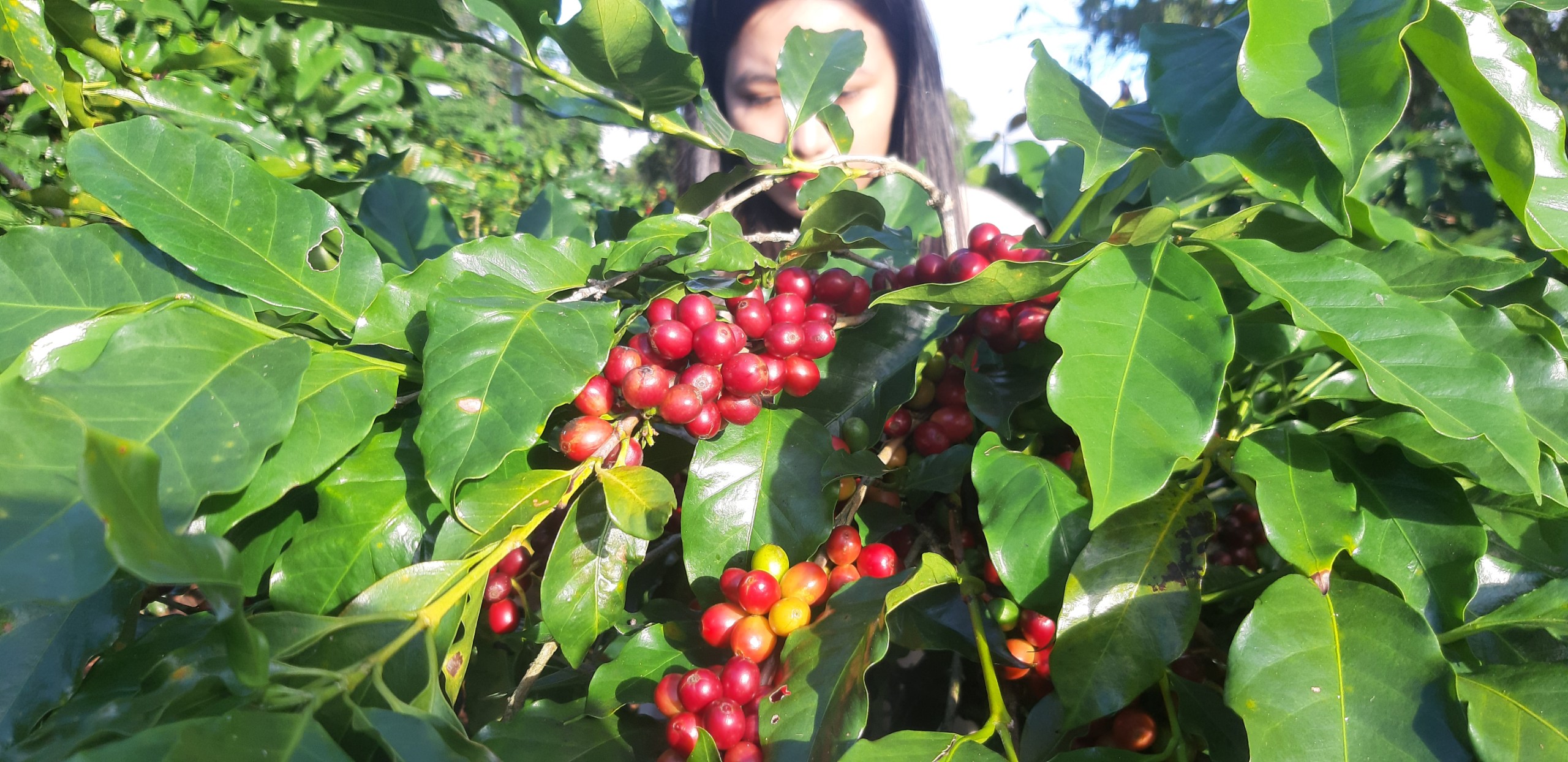 Catimor coffee tree