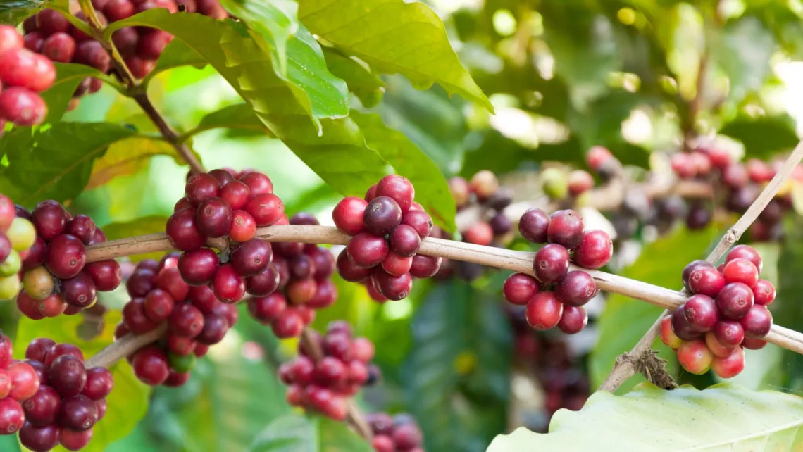 Vietnam has many regions growing delicious and famous Catimor coffee.