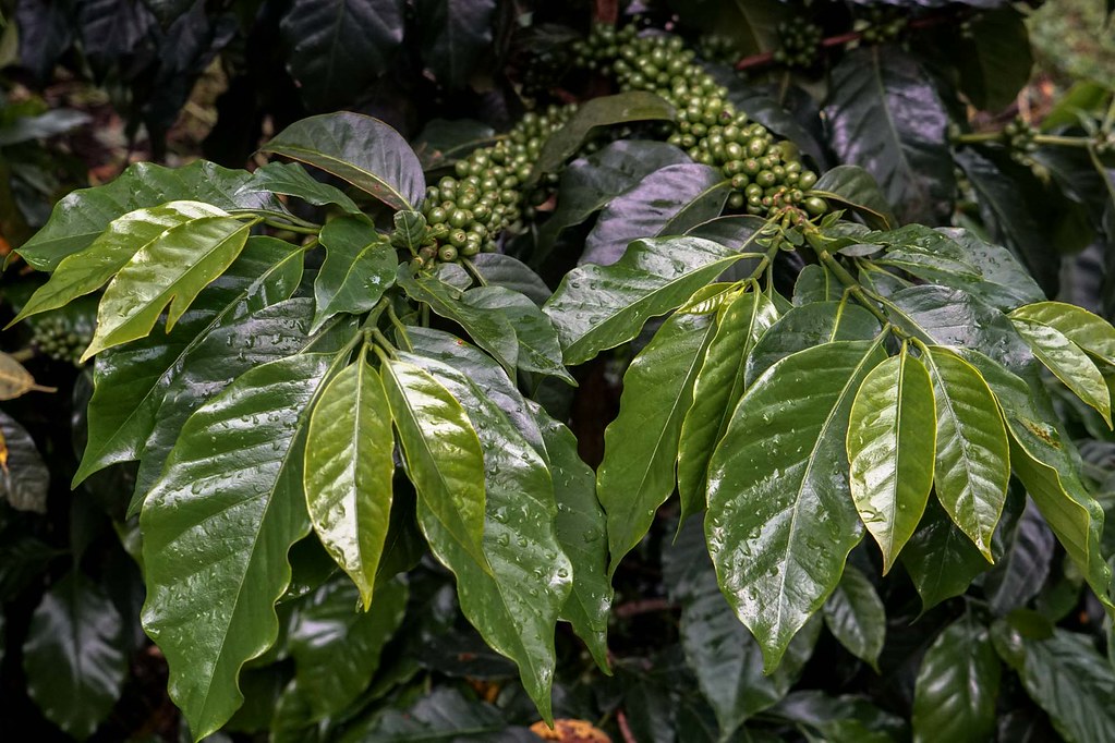 Bourbon leaves are larger in size than Typica