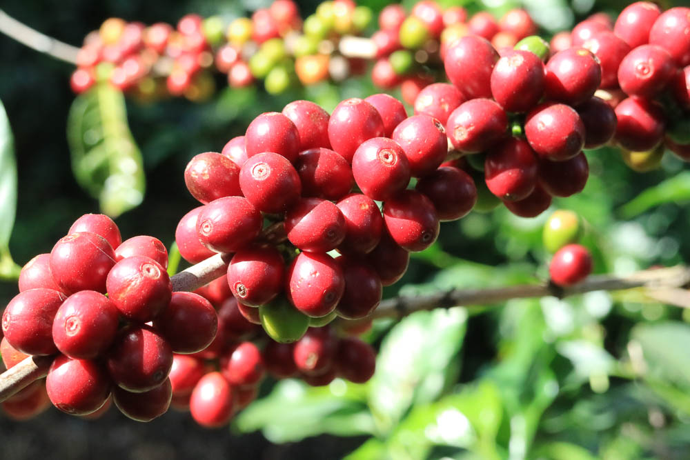 bourbon-coffee