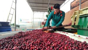 fine robusta vietnam
