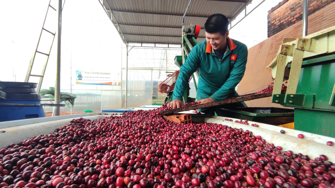 fine robusta vietnam 
