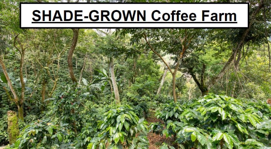 shadegrown-coffee-farm