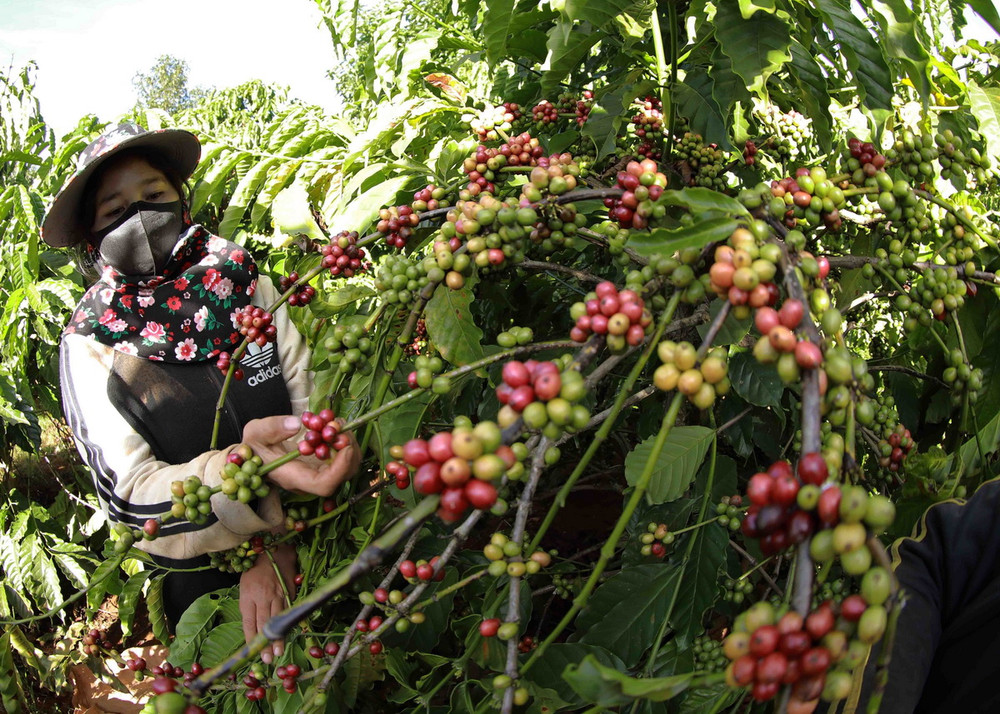 vietnam coffee harvest season