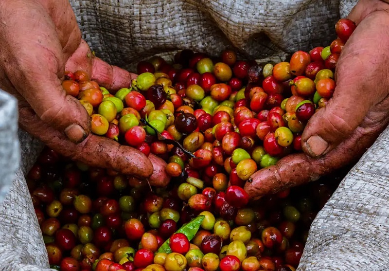 vietnam coffee harvest season