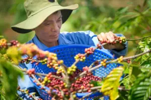 vietnam coffee harvest season
