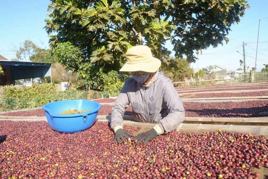 vietnam coffee harvest season
