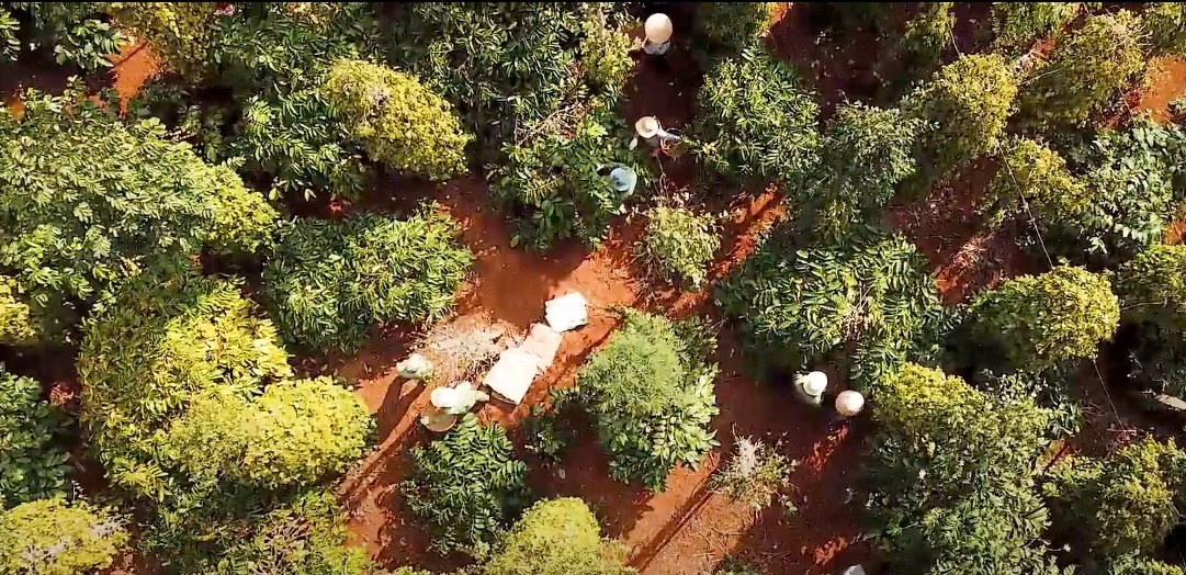 vietnam coffee plantation