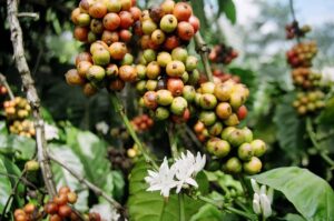 vietnam coffee plantation