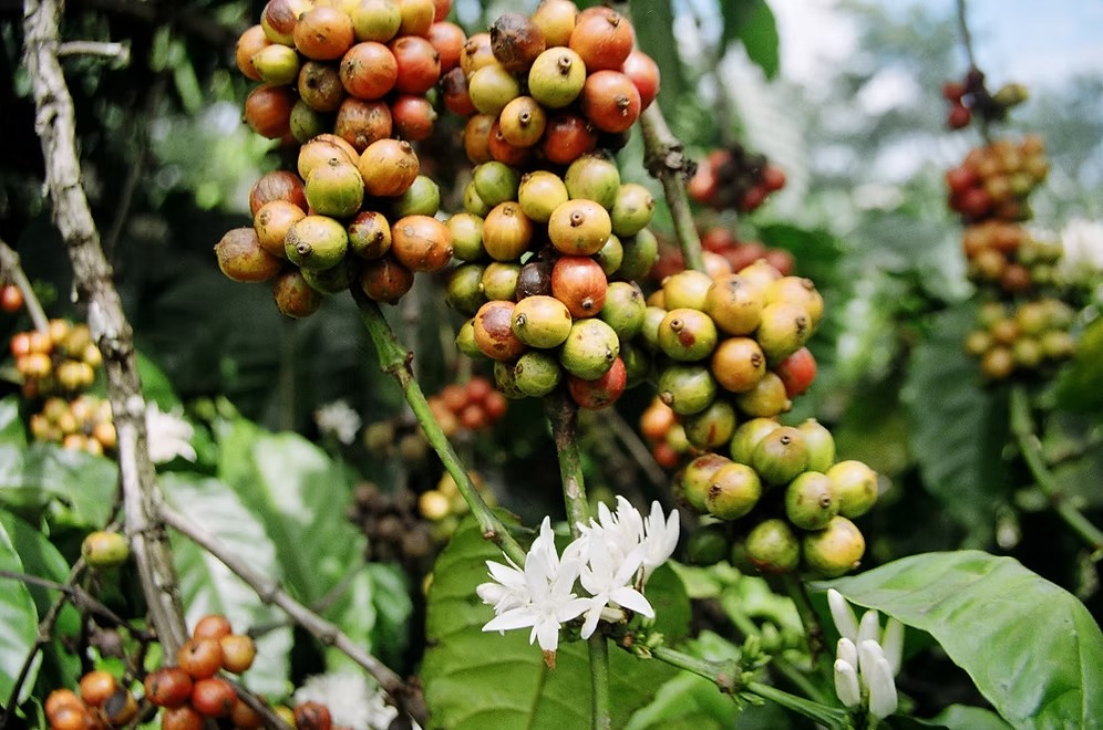 vietnam coffee plantation
