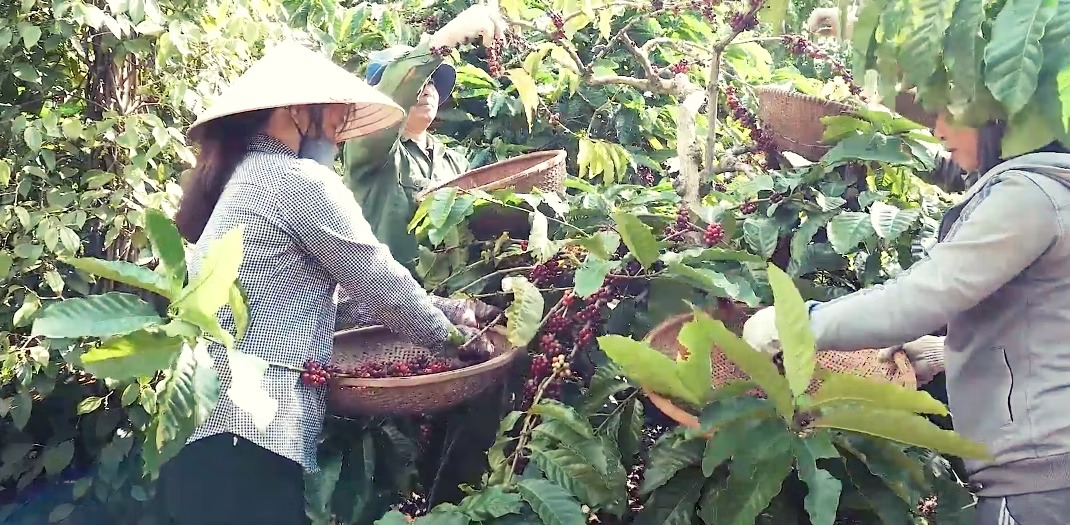 vietnam coffee plantation